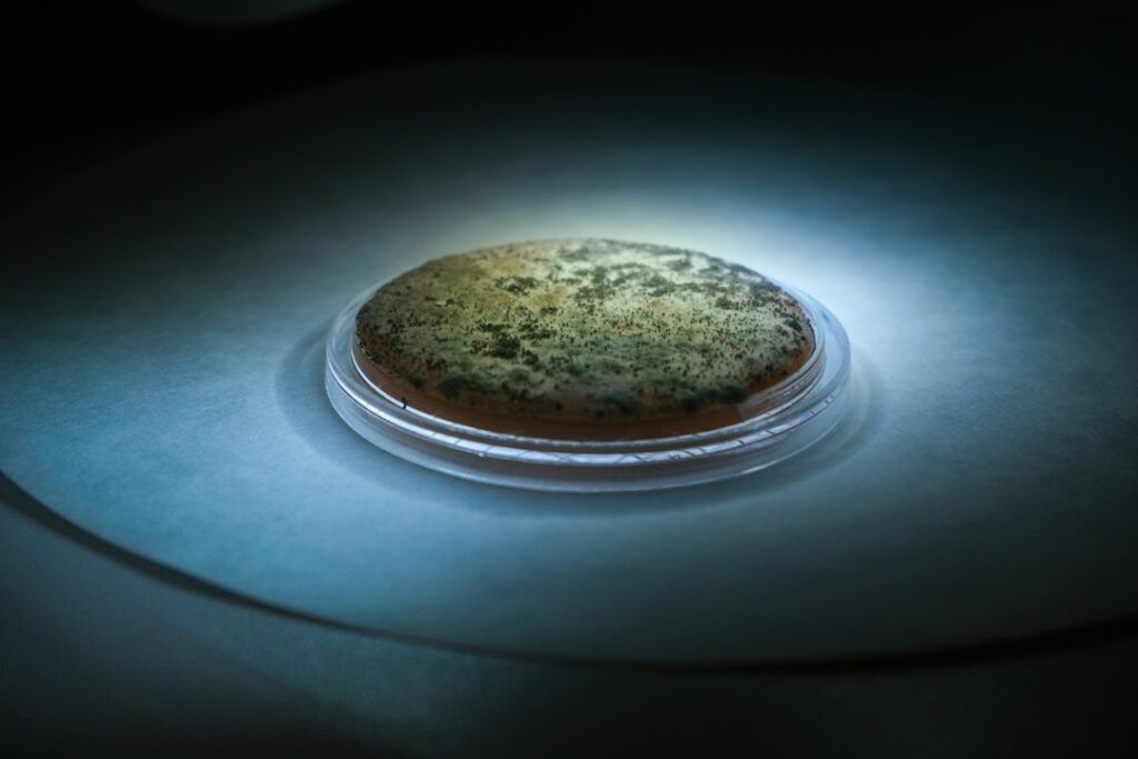 Colonie fungine cresciute su una piastra Petri, tipiche delle analisi microbiologiche di laboratorio