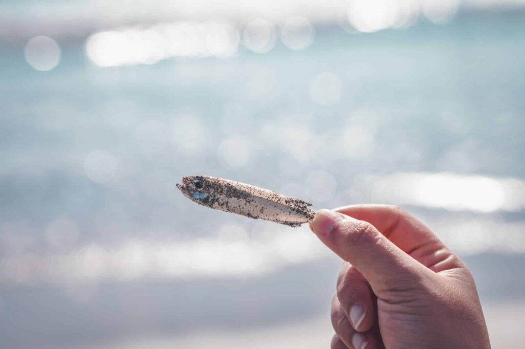 Microplastiche nei Rifiuti: Protocolli di Riduzione e Tracciabilità